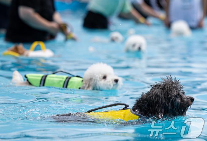 [사진] 힘차게 출발하는 댕댕이들