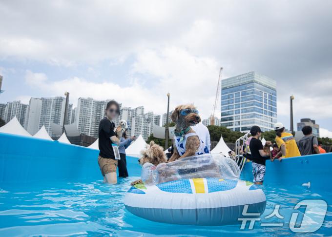 [사진] 댕댕이도 즐거운 물놀이