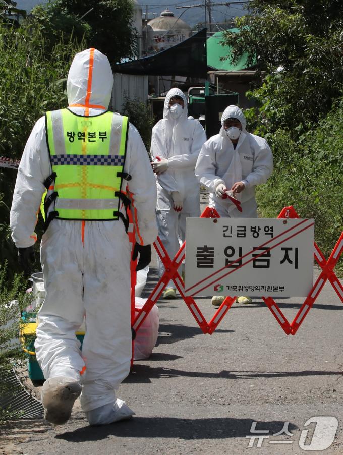 [사진] 김포 양돈농가 돼지열병 발생, 긴급방역 실시