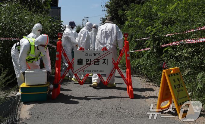 [사진] 돼지열병 긴급 방역