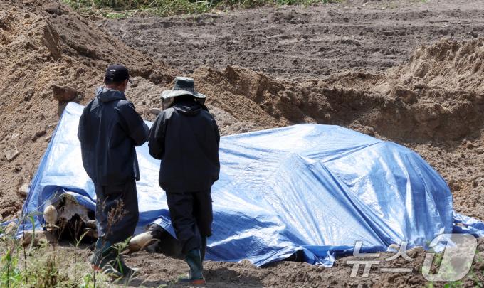 [사진] 방역당국, 럼피스킨 발병 젖소 살처분