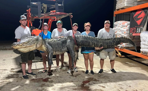 Monster of the Mississippi: 4m-Plus Giant Crocodile Caught in the Heart of America