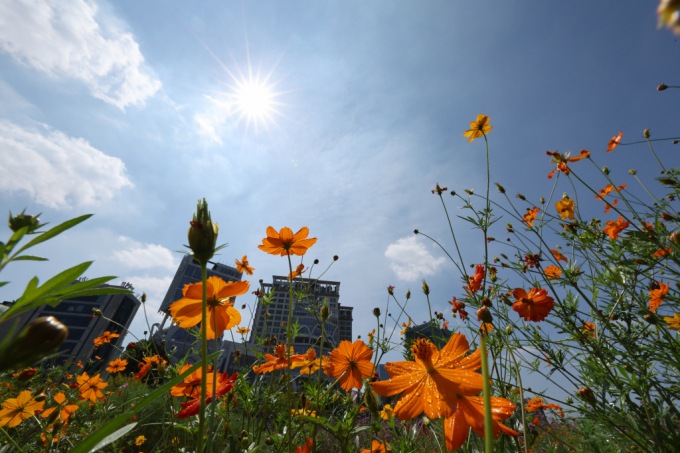 아침 저녁으로 선선한 바람이 불어오는 가운데, 낮에는 중부와 남부 지방을 중심으로 최고 체감온도가 33도 안팎으로 올라 일교차가 벌어질 전망이다. 사진은 지난 1일 서울 종로구 송현 녹지광장에 핀 가을꽃. /사진=뉴시스