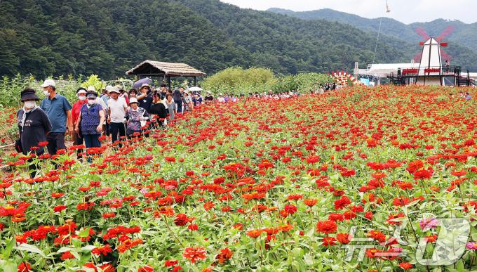 [사진] 흐드러지게 핀 백일홍