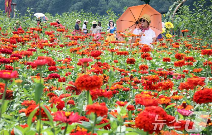 [사진] 추석연휴, 평창 백일홍축제 즐겨요