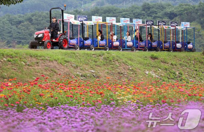[사진] 깡통열차 타고 백일홍 축제 즐겨볼까