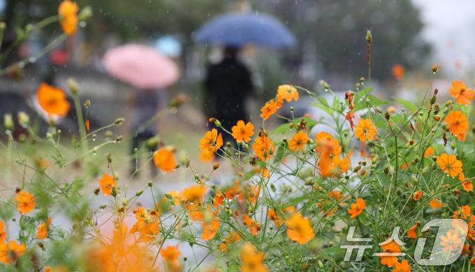 낮과 밤의 길이가 같아지는 절기상 추분(秋分)을 이틀 앞둔 20일 대전 동구 대동천에 핀 황화코스모스 사이로 시민이 우산을 쓰고 지나고 있다. 2024.9.20/뉴스1 ⓒ News1 김기태 기자