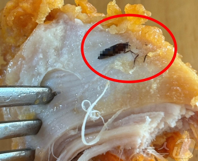바퀴벌레가 나온 치킨이 네티즌들 사이에서 화제다./사진=뉴스1 