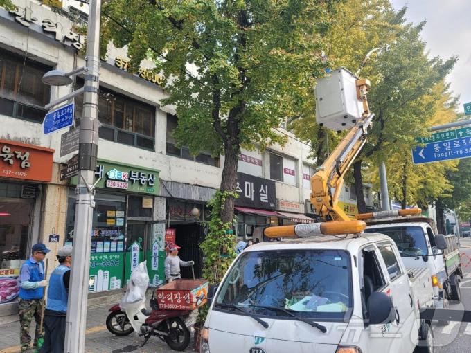 서울시가 은행 열매를 채취하는 모습. (서울시 제공)ⓒ 뉴스1