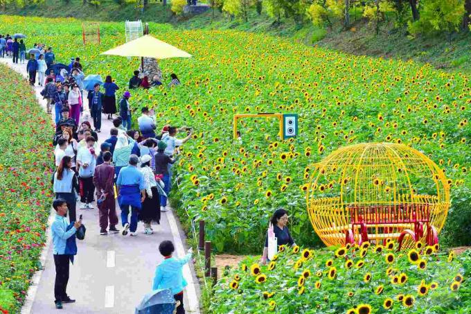 전남 장성 황룡강 가을꽃축제 전경.(장성군 제공)2024.9.24./뉴스1
