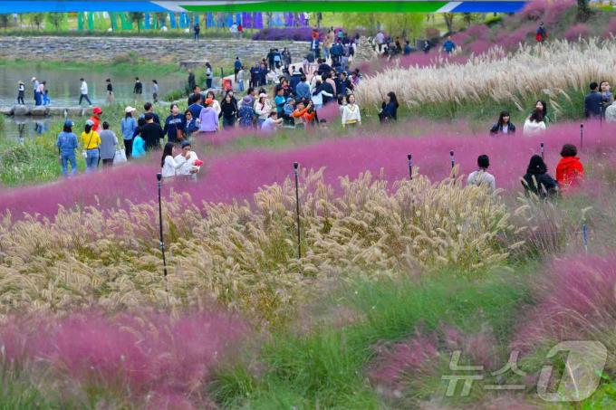 전남 장성 황룡강 가을꽃축제 전경.(장성군 제공)2024.9.24./뉴스1