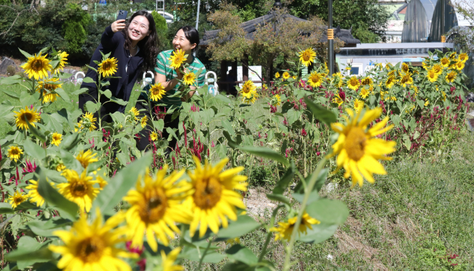 28일 전국이 구름이 많은 가운데 일교차가 큰 날씨가 이어질 전망이다. 사진은 지난 23일 대전 대덕구 장동만남공원 일대에 해바라기 밭의 모습. /사진=뉴스1 