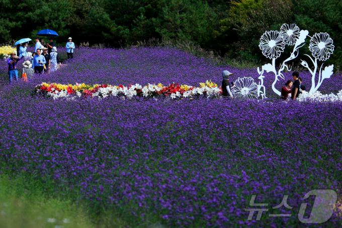 제6회 인제 가을꽃축제가 28일 내설악의 관문인 강원 인제군 북면 용대리에서 열려 관람객들이 가을꽃을 배경으로 추억을 쌓고 있다. '인제에서 꽃길만 걷자'를 주제로 열리는 이번 축제의 정원에는 국화, 마편초, 댑싸리, 구절초 등 30여 종에 달하는 야생화 20만 주가 조성됐다.(인제군 제공) 2024.9.28./뉴스1 ⓒ News1 이종재 기자