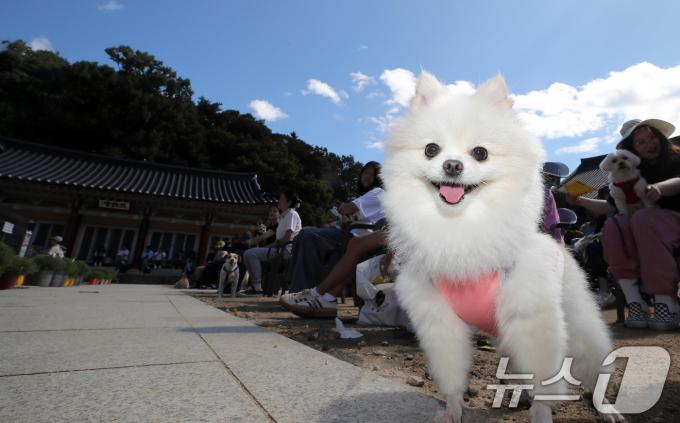 29일 경기도 남양주시 봉선사에서 열린 반려견과 함께하는 선명상 축제에서 반려인과 반려견이 함께 참석하고 있다. 2024.9.29/뉴스1 ⓒ News1 박세연 기자