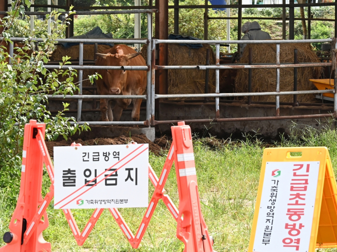 강원도 고성군의 한 한우농장에서 럼피스킨 의심 증상을 보여 정밀 검사 결과 소 3마리가 이날 밤 11시50분께 최종 확진 판정을 받았다. 방역당국은 해당 소를 살처분하기로 했다. /사진=뉴시스