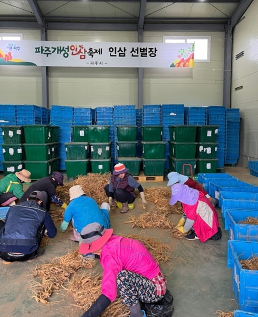 파주시 관계 공무원이 입회해 제19회 파주개성인삼축제에서 판매될 인삼 선별과 봉함 작업을 하고 있다. /사진제공=파주시