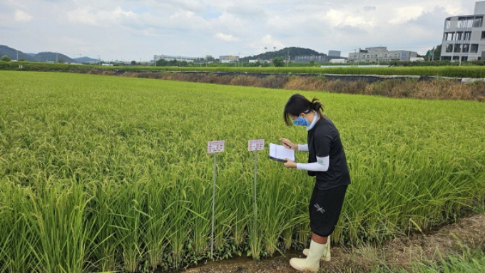 용인특례시 관계자과 백옥쌀 생산단지 심사를 하고 있다. / 사진제공=용인특례시
