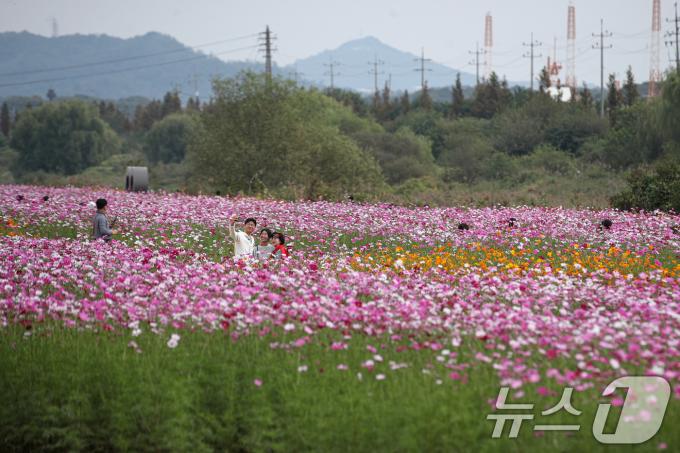 13일 경기 고양시 강매석교공원 일대에서 열린 창릉천 코스모스 축제를 찾은 시민들이 가을 날씨를 만끽하고 있다. 2024.10.13/뉴스1 ⓒ News1 이승배 기자