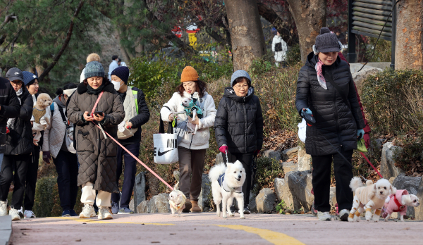 국내에서 반려견을 키우는 가구가 늘어나고 있는 가운데 미국 뉴욕타임스가 이를 집중 조명했다. 사진은 2023년 서울 서대문구 반려견들과 산책 중인 시민들의 모습. /사진=뉴시스