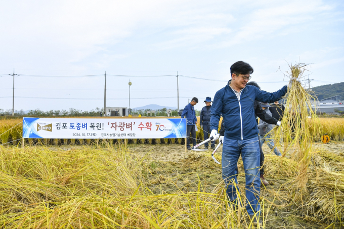 김병수 시장이 17일 대곶면 약암리에 있는 농업기술센터 벼 예찰답을 찾아, 시민과 함께 자광벼 베기에 함께 했다. / 사진제공=김포시 