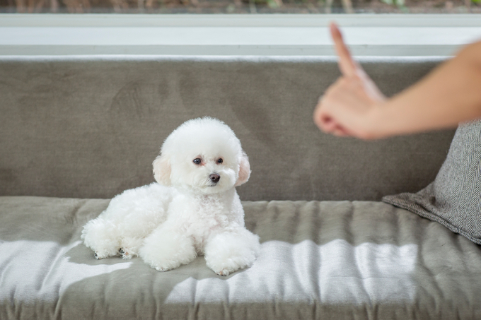이웃집에 들어가 반려견을 구타하고 바닥에 내리쳐 숨지게 한 70대가 2심에서도 벌금형을 선고받았다. 사진은 내용과 관련없음. /사진=이미지투데이