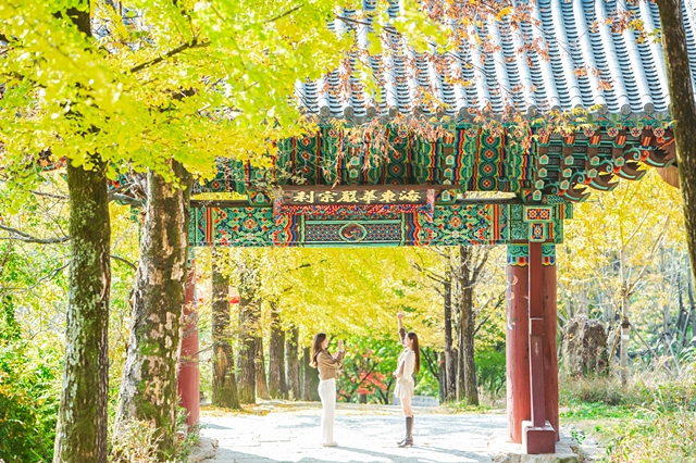 관광객들이 부석사 은행나무숲길에서 사진을 찍고 있다. 영주시는 SRT 매거진이 주관하는 '최고의 여행지'에 선정됐다./사진제공=경북 영주시