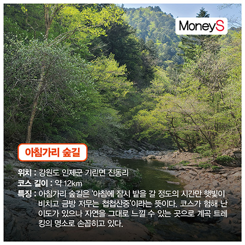 [그래픽 뉴스] 더 추워지기 전에 같이 걸어요… 산림청이 추천한 '오색단풍 명품숲길 5곳'