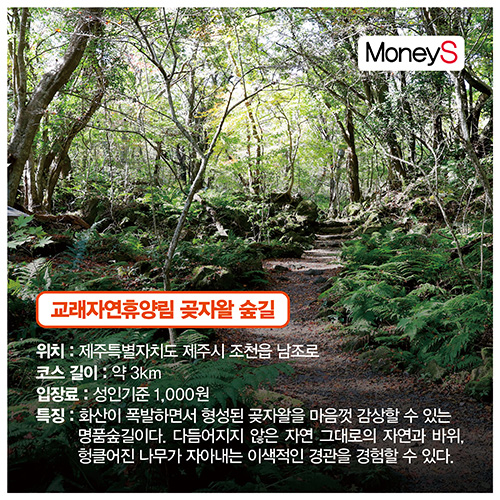 그래픽=강지호 기자