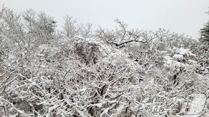 20일 설악산 중청대피소 인근에 첫눈이 쌓여 있다. 설악산국립공원사무소에 따르면 전날 오후 7시 30분부터 내린 눈은 이날 오전 7시까지 1㎝ 정도 쌓였다. (설악산국립공원사무소 제공) 2024.10.20/뉴스1 ⓒ News1 신웅수 기자