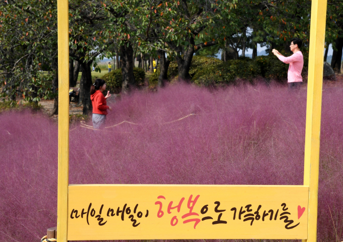 시흥 갯골생태공원 핑크뮬리 포토존에서 방문객들이 사진을 찍고 있다. /사진제공=시흥시