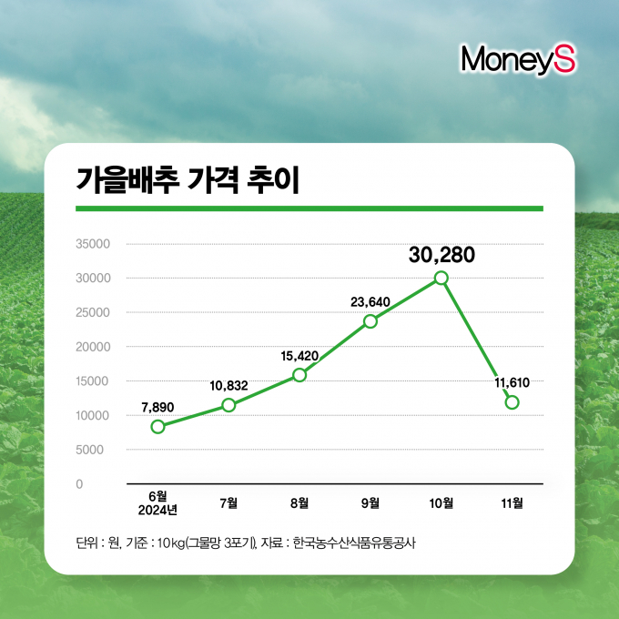  가을배추 10kg(그믈망 3포기)기준 지난 10월 초순 30,280원까지 치솟았지만 11월1일 11,610원까지 떨어지며 안정세를 찾아가고 있는 모양새다./그래픽=강지호 기자