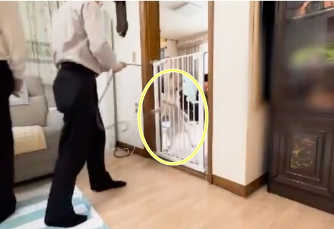 훈육이라는 명분으로 반려견을 목줄에 매달거나 발로 차는 등 학대한 행동 교정 유튜버가 고발됐다./사진=국회전자청원 갈무리