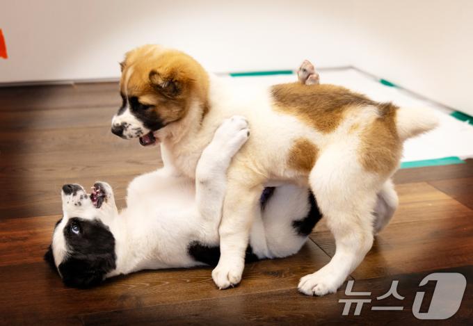 윤석열 대통령 부부가 중앙아시아 순방에서 구르반굴리 베르디무하메도프 투르크메니스탄 최고지도자 겸 인민이사회의장 부부로 부터 선물로 받은 투르크메니스탄 국견 알라바이 두 마리. . (대통령실 제공) 2024.6.19/뉴스1 ⓒ News1 송원영 기자