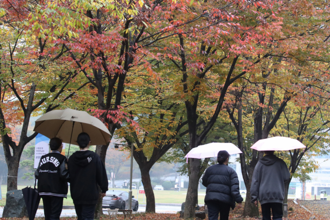 가을비가 내리는 대구대학교 경산캠퍼스에서 우산을 쓴 학생들이 단풍이 곱게 물든 가로수 아래를 지나고 있다. /사진=뉴스1