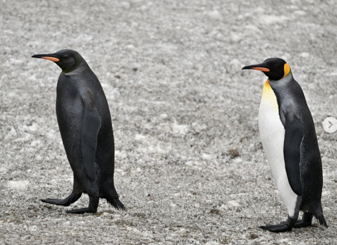 남다른 외형의 펭귄 한 마리가 온라인에서 화제되고 있다. 검은 펭귄의 모습./사진=인스타그램