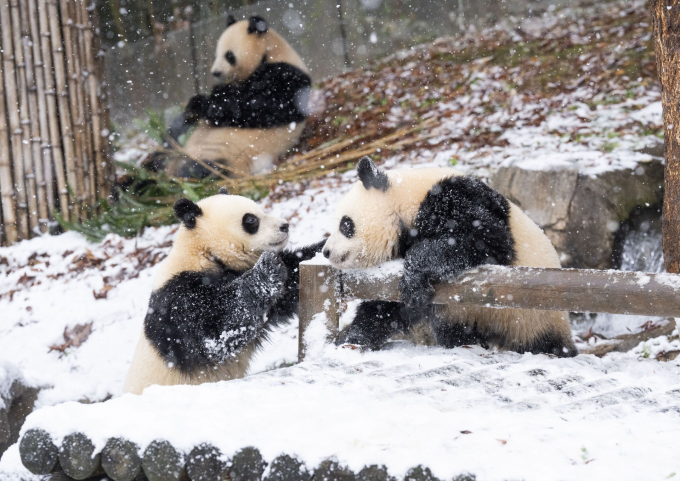 쌍둥이 아기 판다가 태어나서 처음으로 겨울 눈을 경험했다. /사진=삼성물산 리조트부문 제공