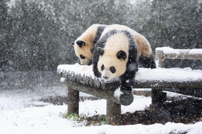 쌍둥이 아기 판다가 태어나서 처음으로 겨울 눈을 경험했다. /사진=삼성물산 리조트부문 제공