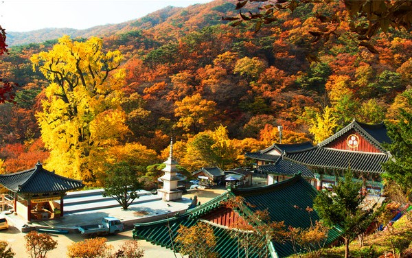 지난해 ‘대한민국 로컬 100(지역문화매력 100선)’에 선정되면서 '2024년 양평을 빛낸 10대 뉴스' 후보에 오른 천년고찰 용문사와 은행나무. / 사진제공=양평군