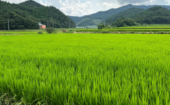                                         전남 보성의 친환경농업직불금 논/전남도