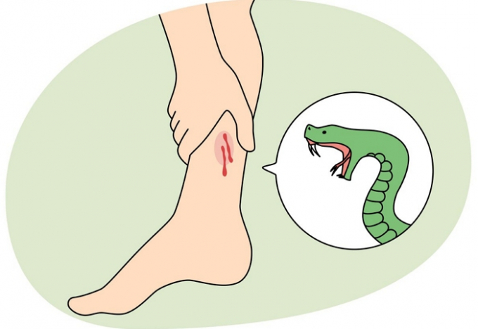 미국의 한 여성이 집 화장실에서 볼일을 보다가 뱀에게 물렸다. 사진은 기사와 관련 없는 삽화. /사진=이미지투데이