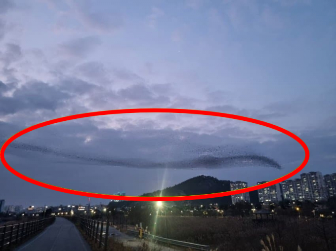 제주항공 여객기 참사 당일 전남 무안군에서 거대한 새 떼가 이동하는 모습이 포착됐다. /사진=온라인 커뮤니티 캡쳐
