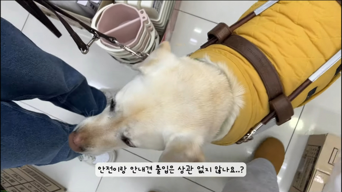 장애인 보조견은 어느 곳이든 출입할 수 있는데도 한 다이소 매장에서 시각장애인 안내견의 출입을 막아 논란이 일고 있다. /사진=유튜브 채널 우령의 유디오 캡처 