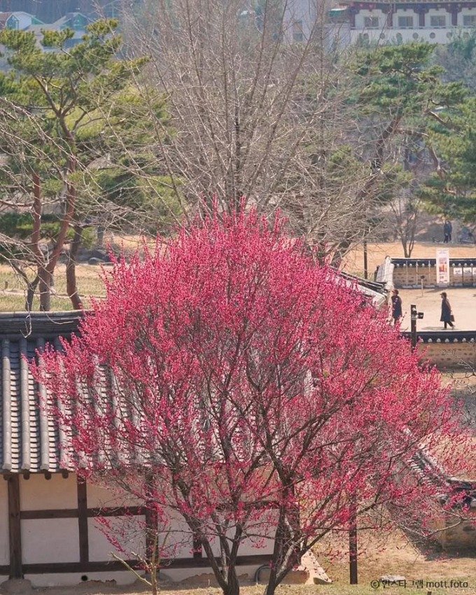 대전 동춘당은 홍매화와 흰 매화가 차례로 핀다. /사진=한국관광공사