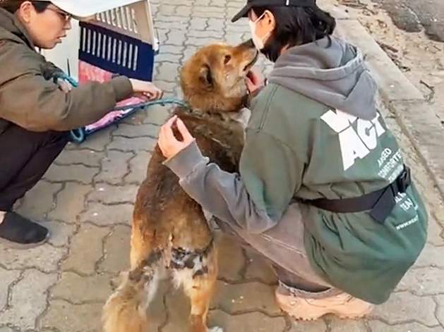 위액트 활동가가 산불 피해를 입은 경북 영양군 마을 수색 중 구조한 황구를 쓰다듬고 있다./사진= 위액트 인스타그램