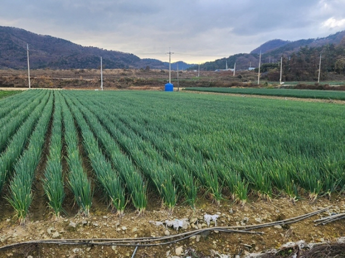 대파 재배지/사진=전남도 