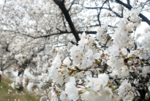 5일은 전국이 대체로 흐리고 봄비가 내리겠다. 사진은 기사의 이해를 돕기 위한 완연한 봄 날씨가 연일 이어지고 있는 지난 3일 전북 전주시 가리내로에 벚꽃이 만개한 모습. /사진=뉴시스