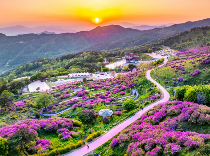 산청 황매산 철쭉 전경./사진=산청군