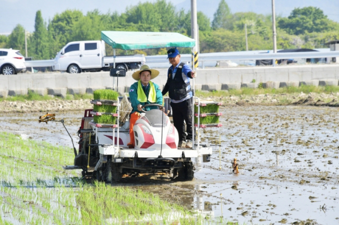 담양군 봉산면 삼지리 김덕수 씨 농가에서 정철원 군수가 이양기로 모내기 작업을 하고 있다./사진=담양군