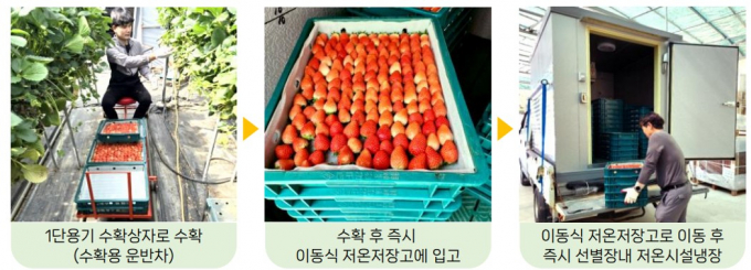 경남농업기술원이 수출용 딸기 품질을 높여 수출경쟁력을 확보했다./사진=경남도