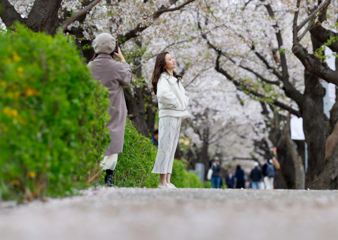금요일인 2일 전국 대부분 지역에서 바람이 강하게 불겠다. 사진은 벚꽃잎이 바람에 내리는 모습./사진=뉴스1
